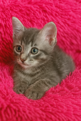 Очаровательные котята ищут заботливых хозяев! БЕСПЛАТНО